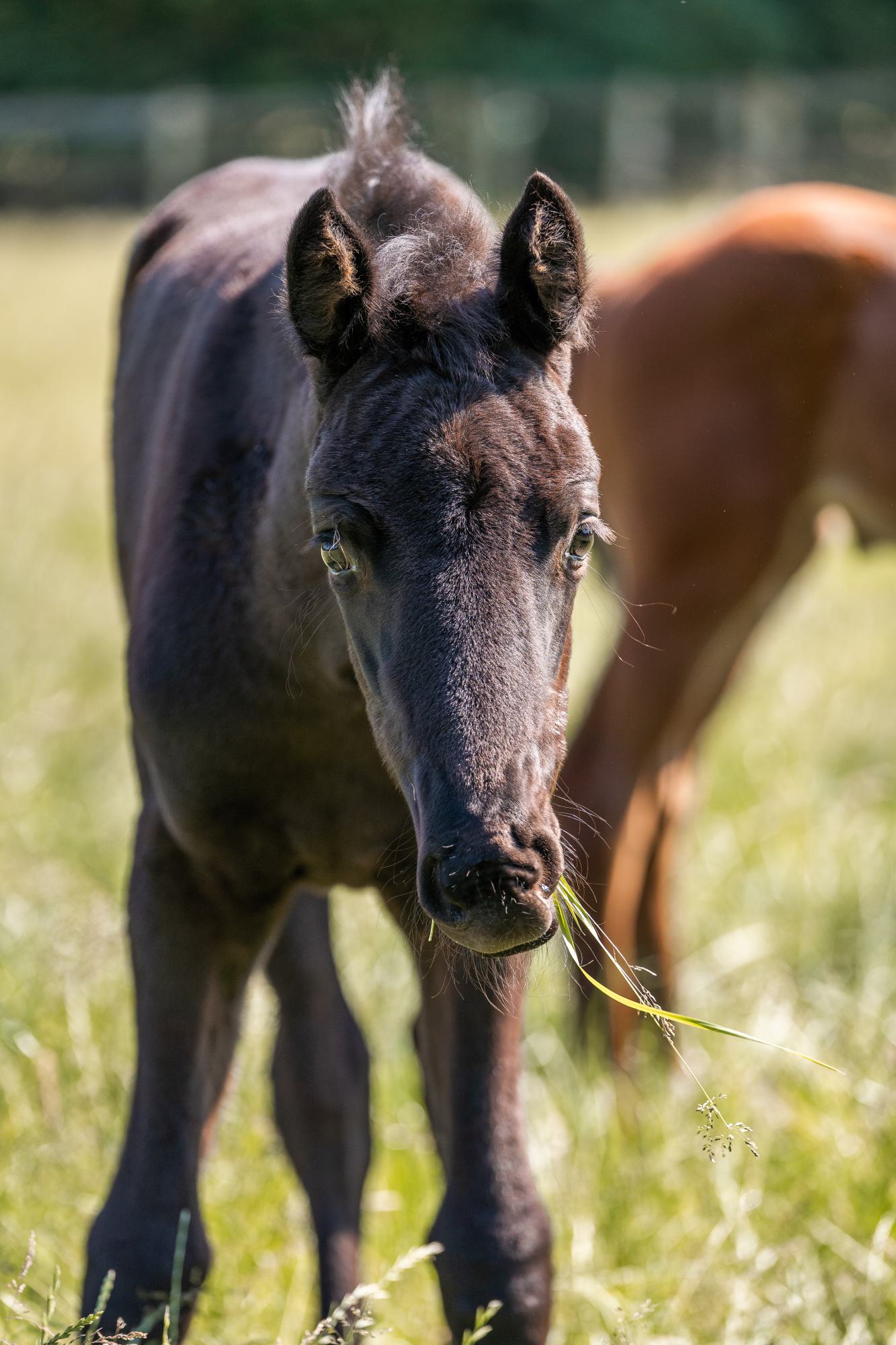 Pferd