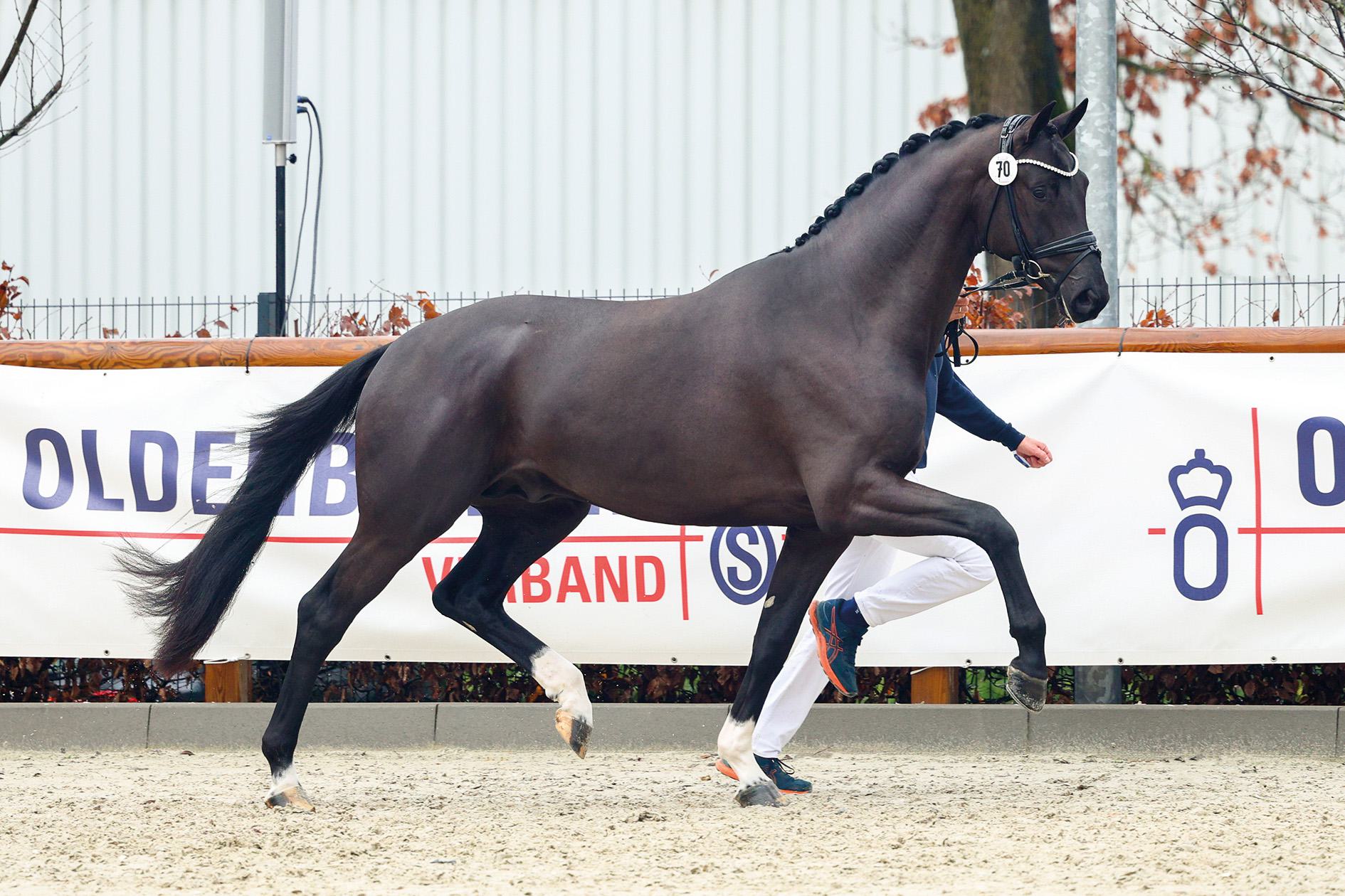 Hengst Parero (Toto Jr x Negro)