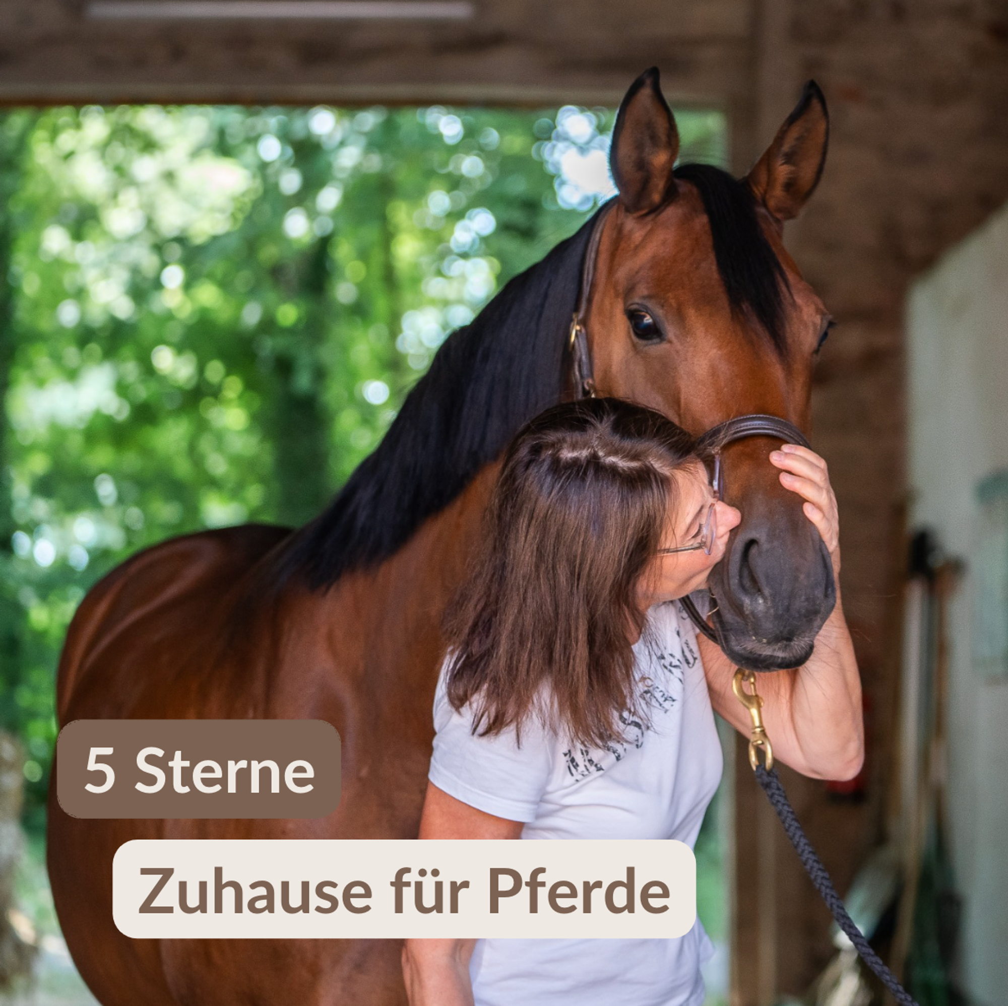 5 Sterne Zuhause für Pferde